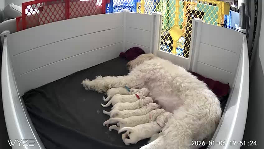 Goldendoodle dogs for sale: Daisy - Video 1