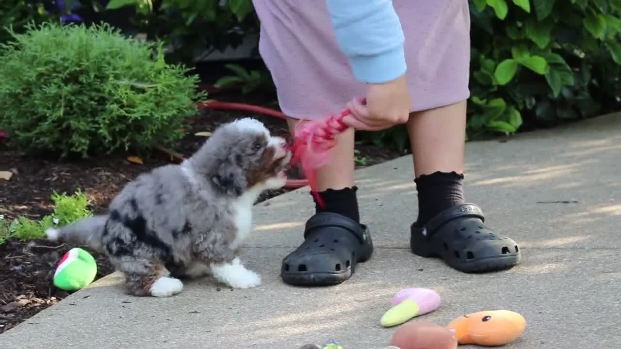 Mini Bernedoodle dogs for sale: Remi - Video 1