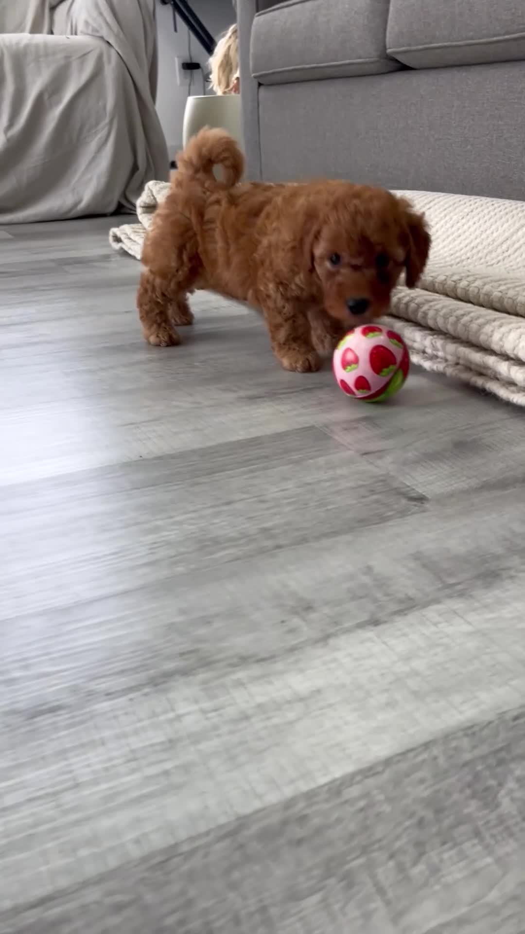 Mini Goldendoodle dogs for sale: Baya - Video 1
