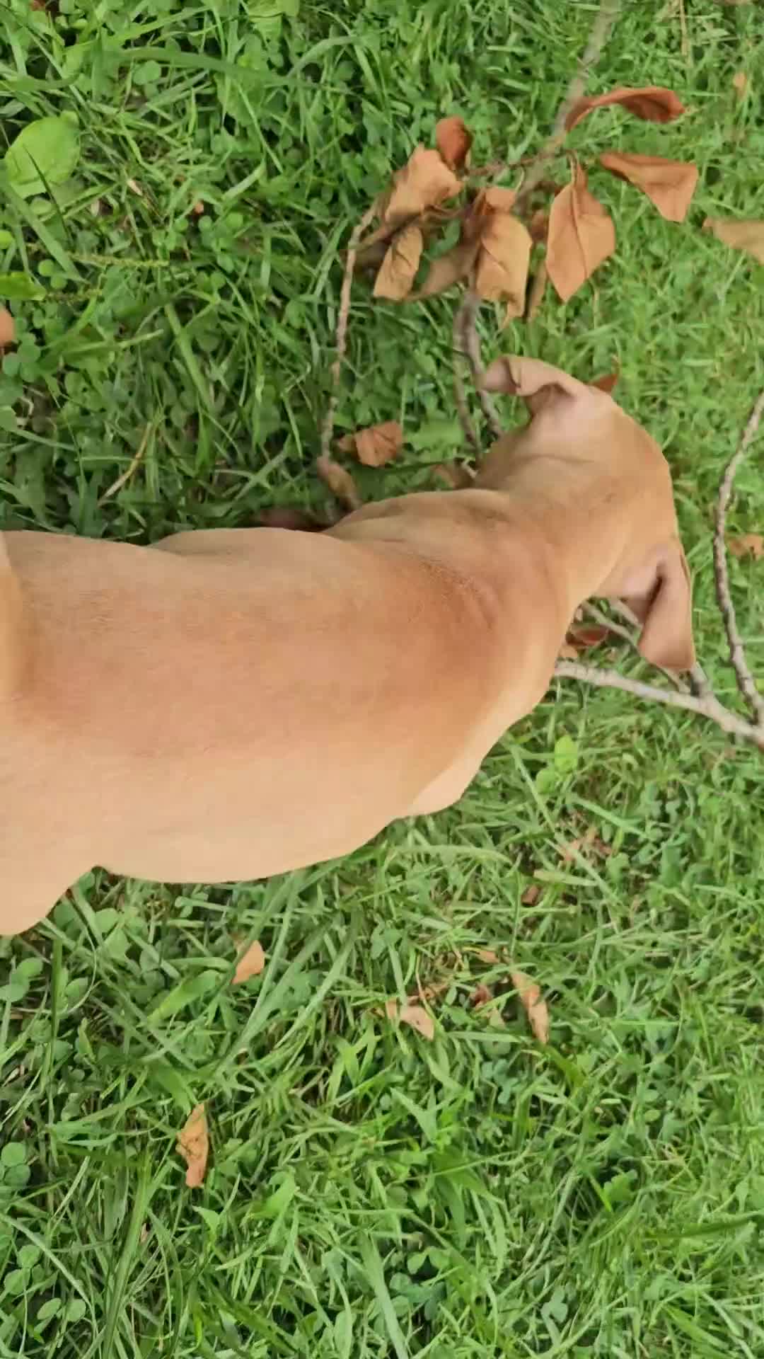 American Pit Bull Terrier dogs for sale: Rowdy - Video 1