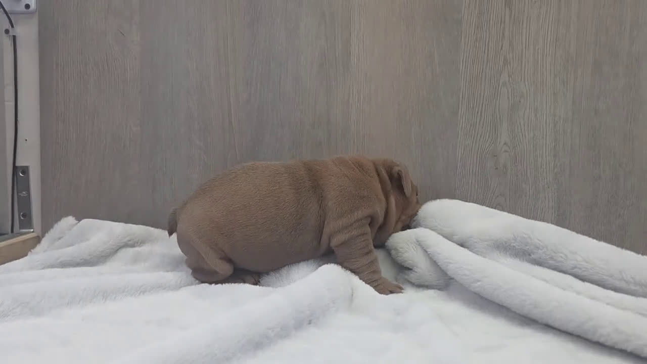 English Bulldog dogs for sale: Kelsi - Video 3