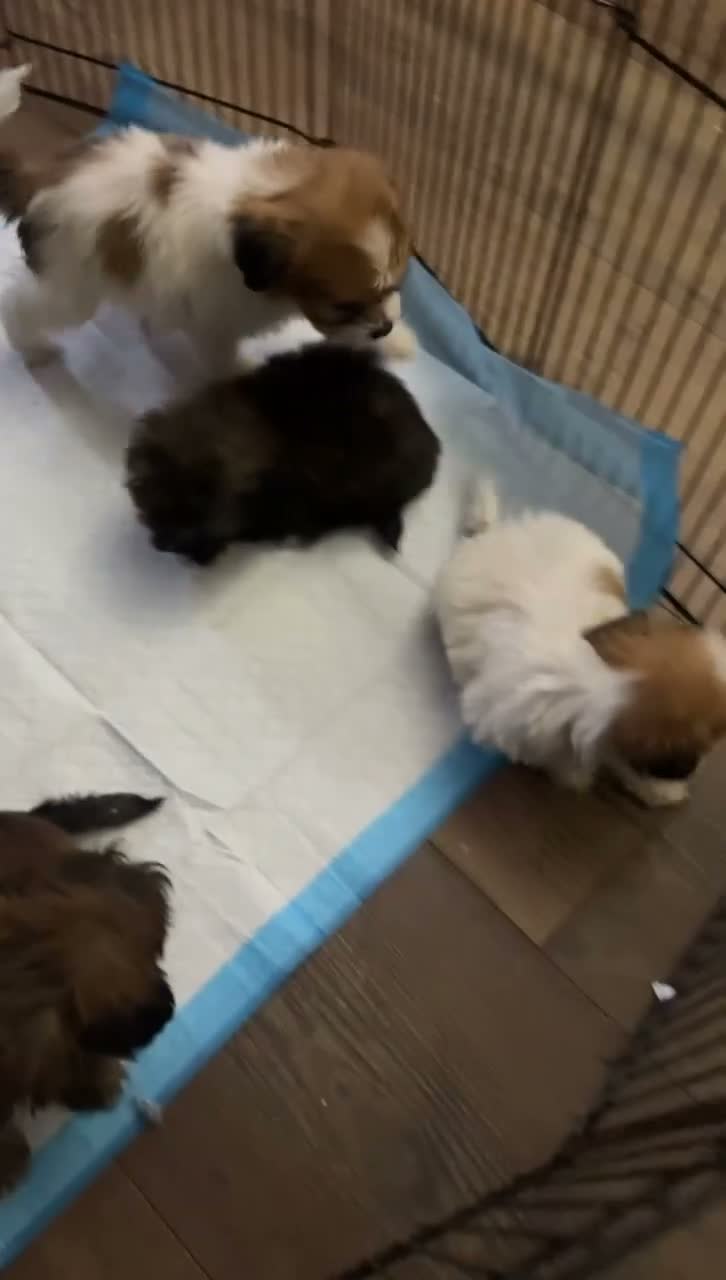 Mixed Breed dogs for sale: Mixed Breed 5 - Video 1