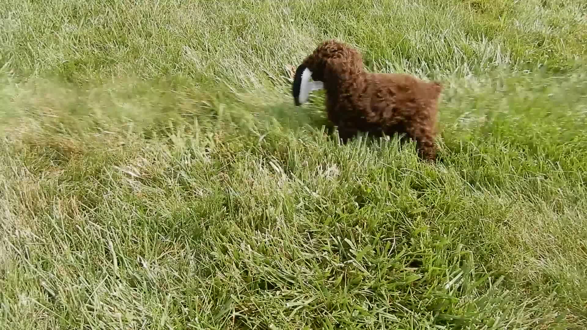 Cockapoo dogs for sale: Amie - Video 1