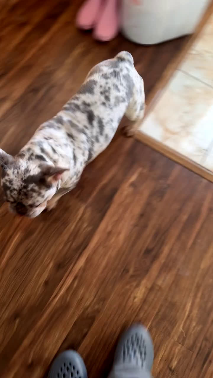 French Bulldog dogs for sale: French Bulldog Puppy 1 - Video 1