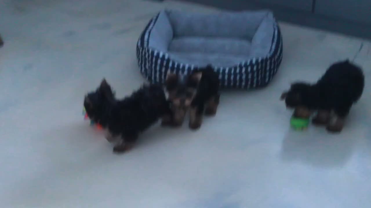 Yorkshire Terrier dogs for sale: Tinker - Video 1