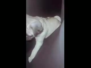 Pug dogs for sale: Pug 1 - Video 1