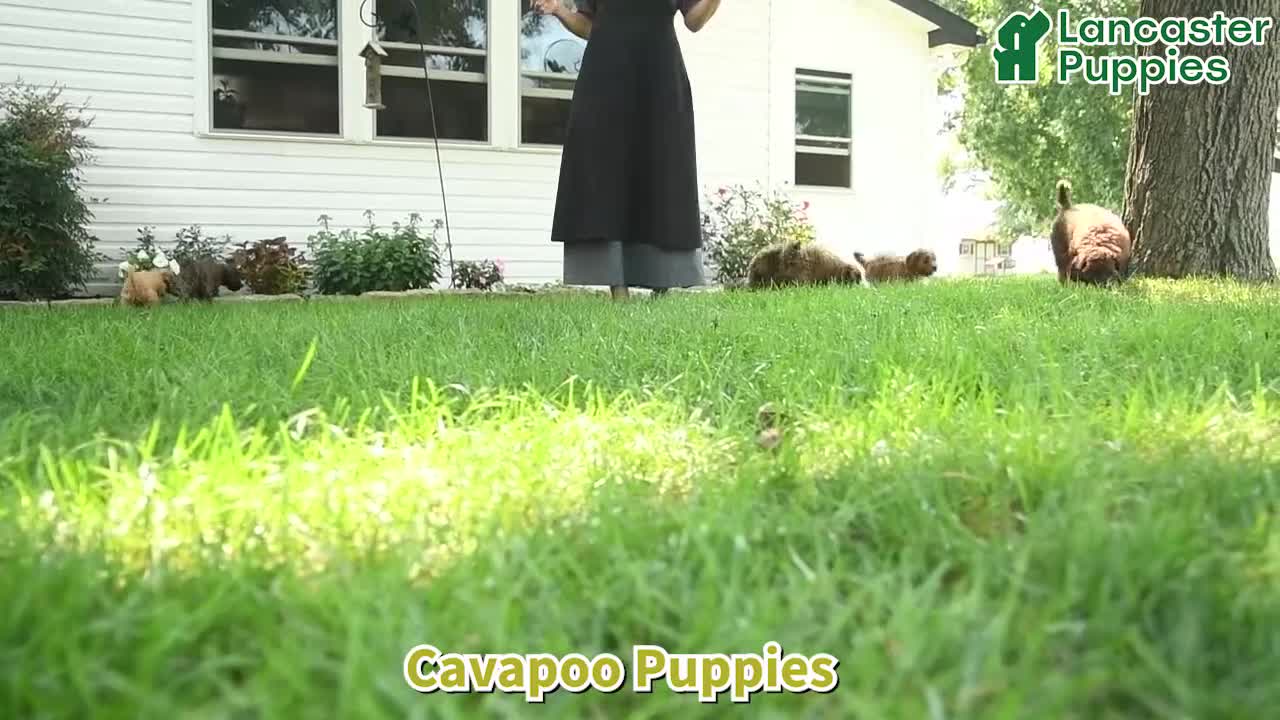 Cavapoo dogs for sale: Jasper - Video 1