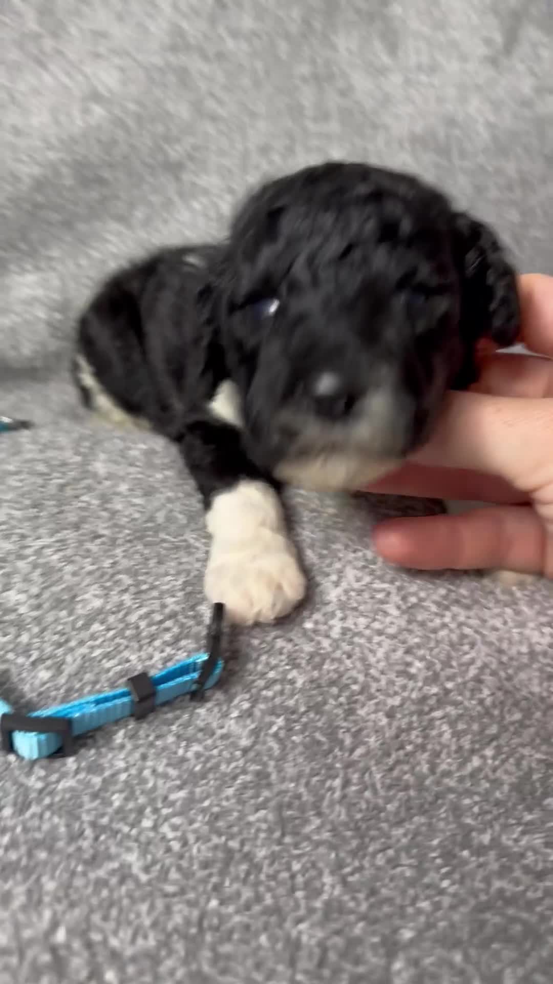 Standard Poodle dogs for sale: Fawn - AKC - Video 3