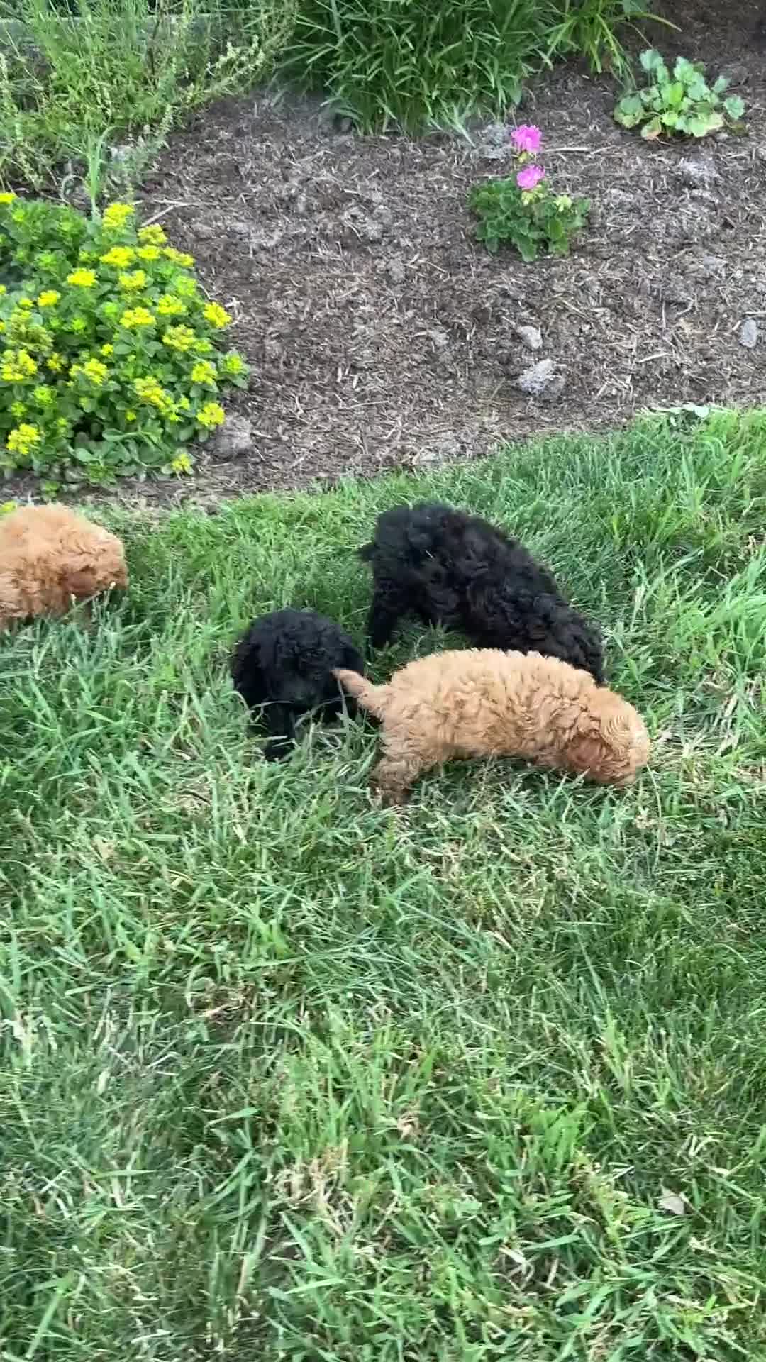 Toy Poodle dogs for sale: Captain - Video 1