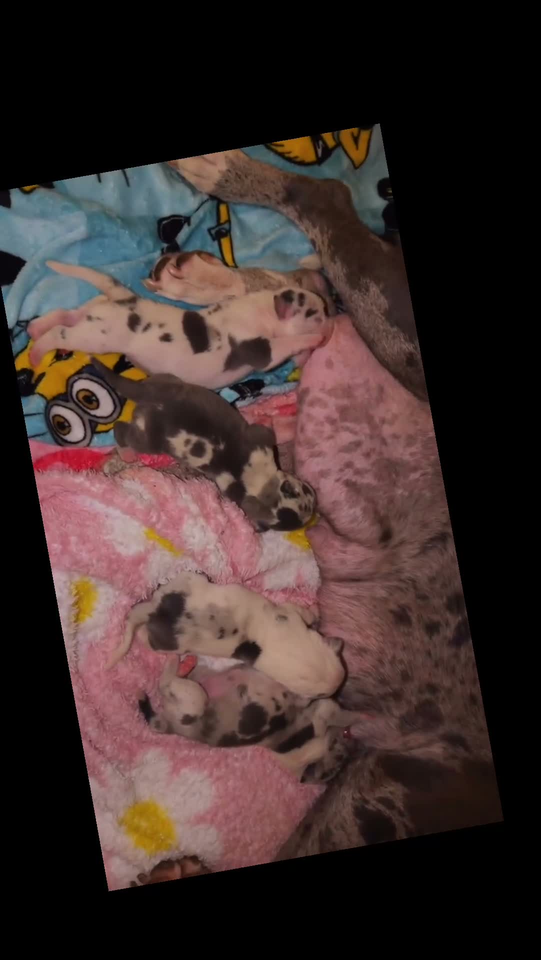 American Bully dogs for sale: American Bully 1 - Video 3