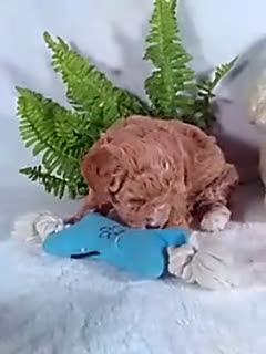 Bichpoo dogs for sale: Alex - Video 1