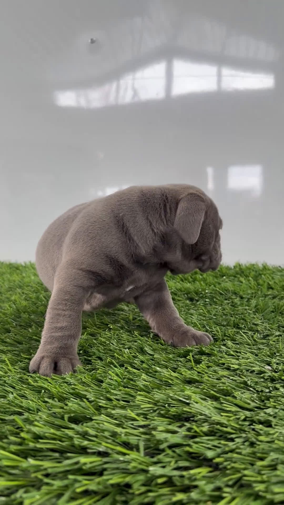 Olde English Bulldogge dogs for sale: Tinsley - Video 1