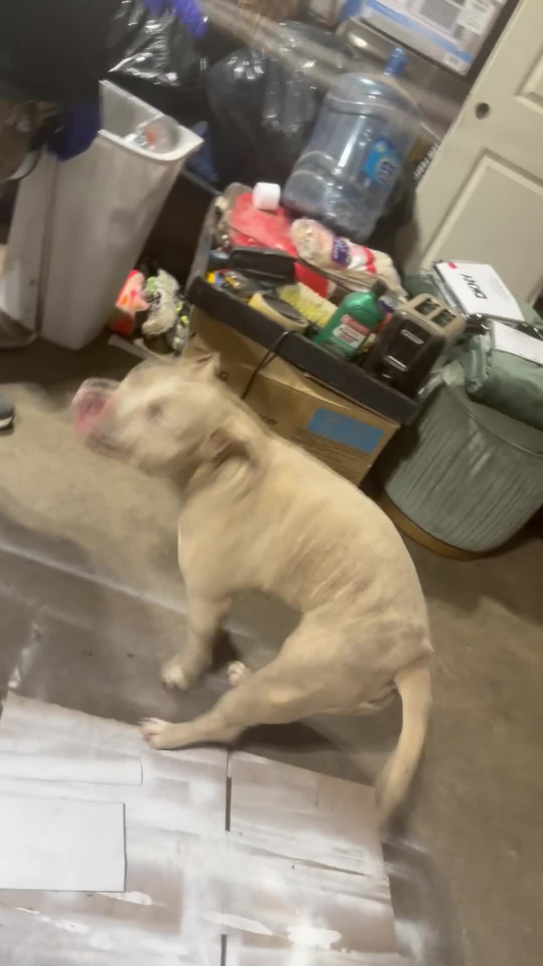 American Bully dogs for sale: Solid female - Video 4