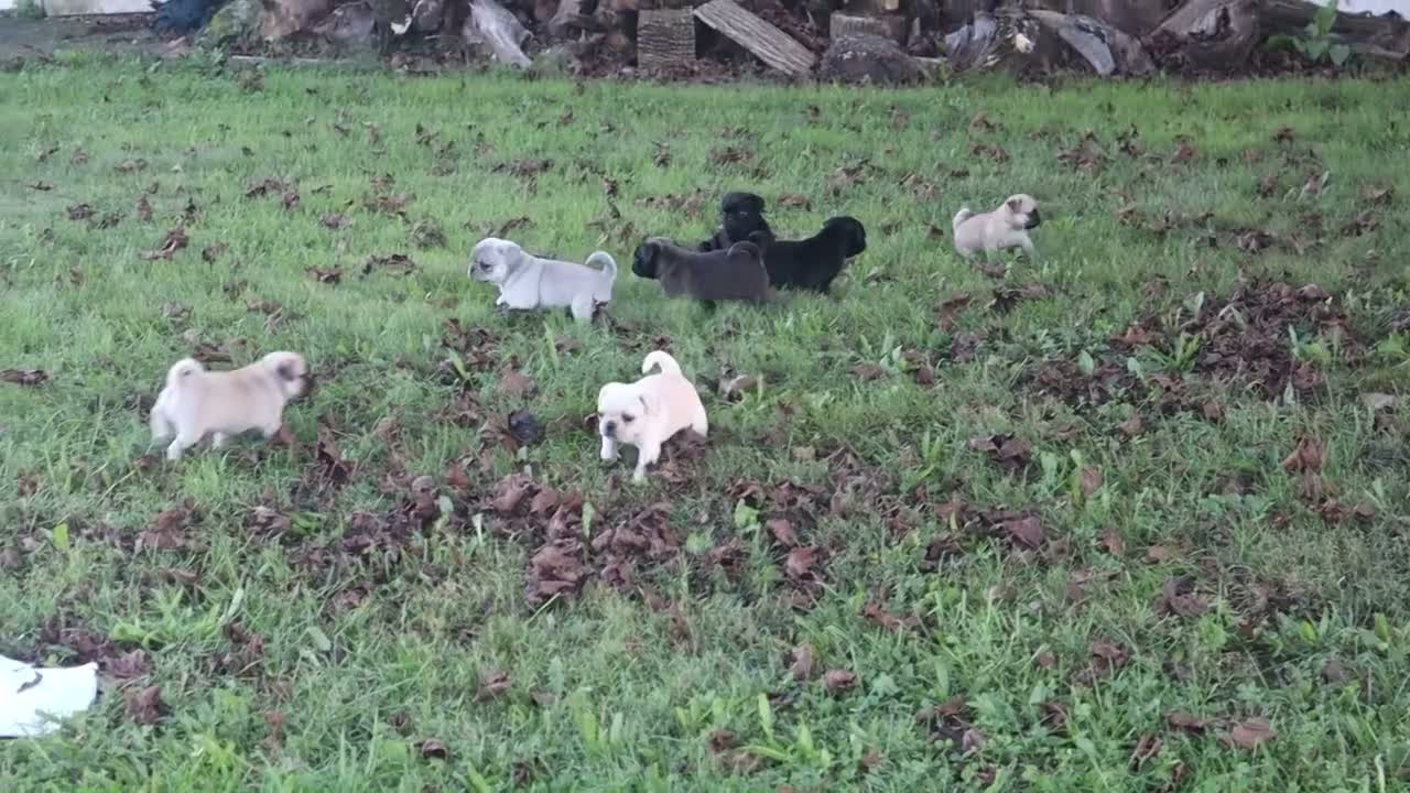 Pug dogs for sale: Chestnut -male- - Video 1