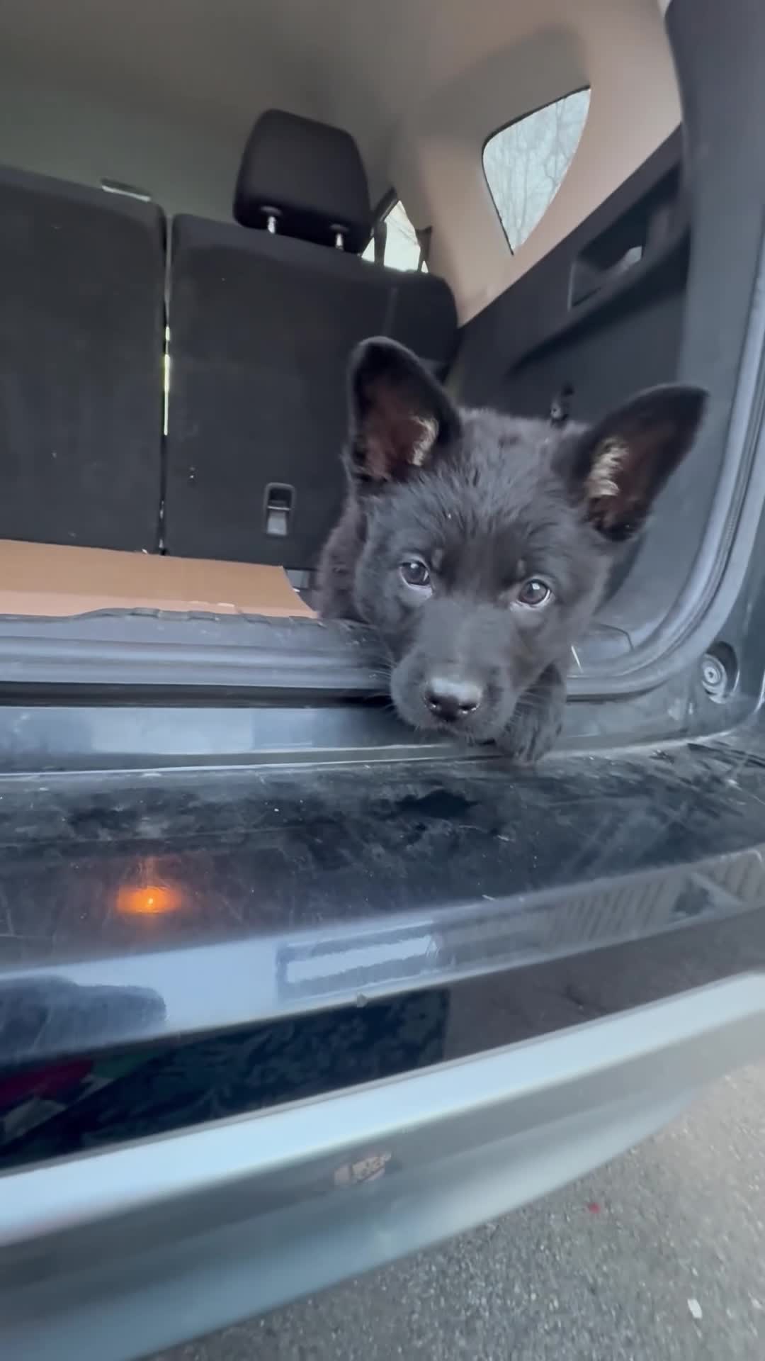 German Shepherd dogs for sale: TIC TAC - Video 1