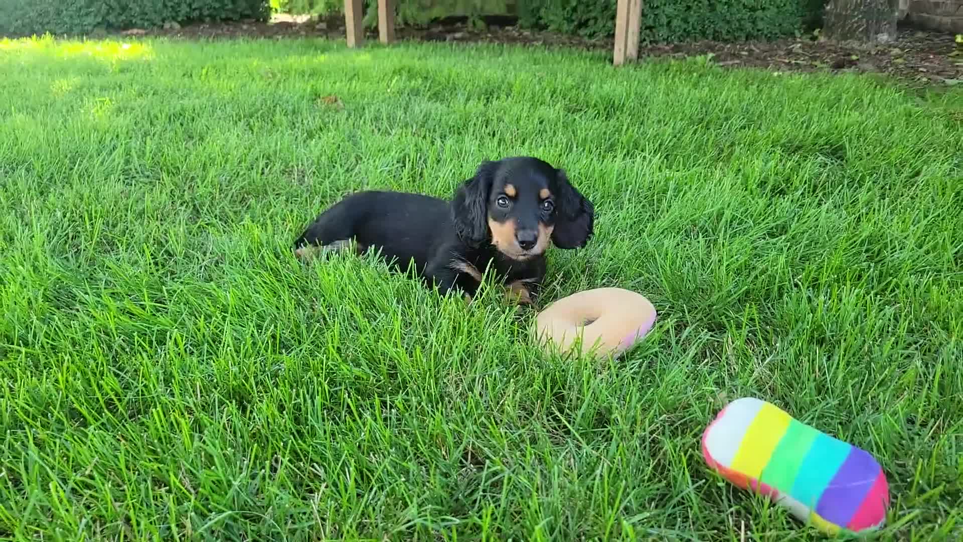 Miniature Dachshund dogs for sale: Vivian  - Video 3