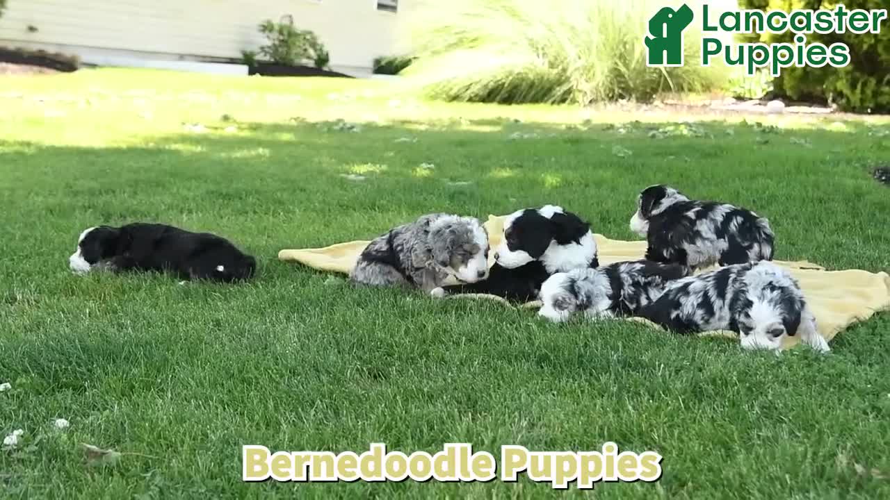 Bernedoodle dogs for sale: Stella - Video 1