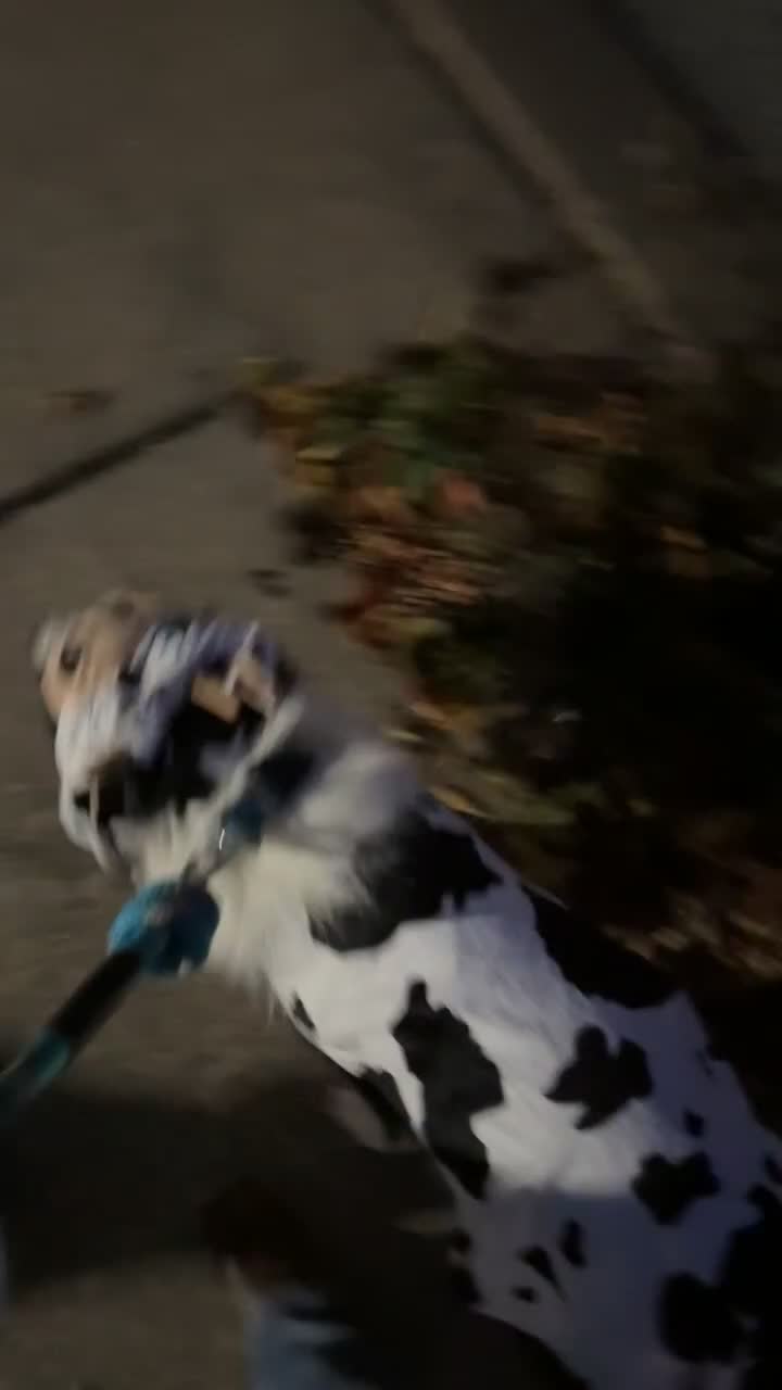 Border Collie dogs for stud: Bones - Video 1
