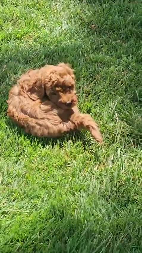 Toy Poodle dogs for sale: 🐶🐾Chloe- AKC POTTY and Crate TRAINING - Video 1