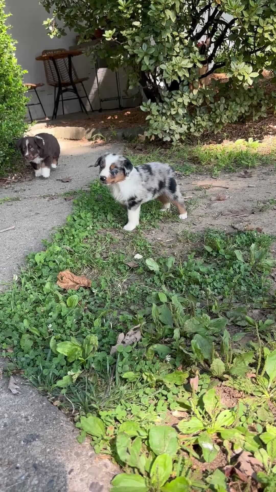 Australian Shepherd dogs for sale: Australian Shepherd 7 - Video 4