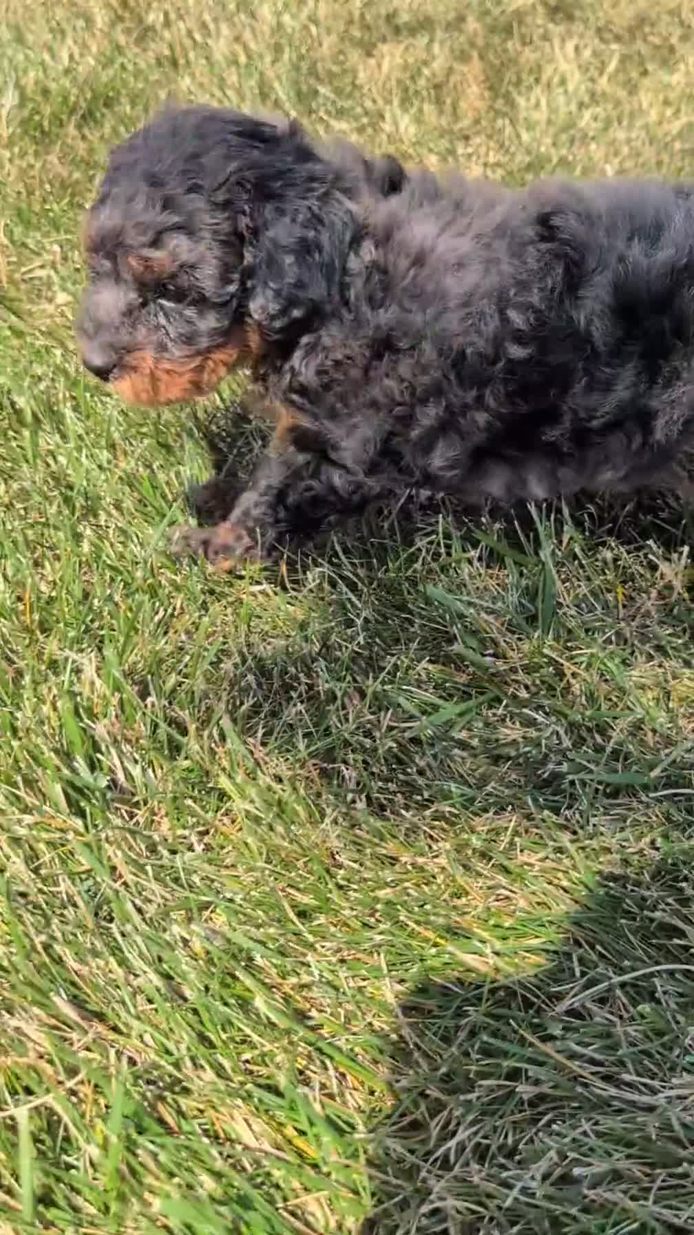 Cavapoo dogs for sale: Maddox  - Video 1