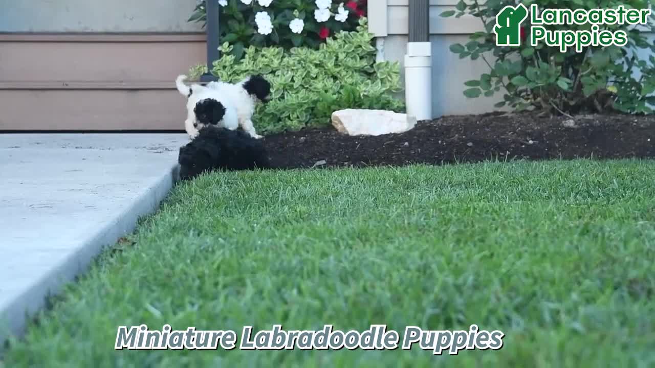 Miniature Labradoodle dogs for sale: Rose  - Video 1