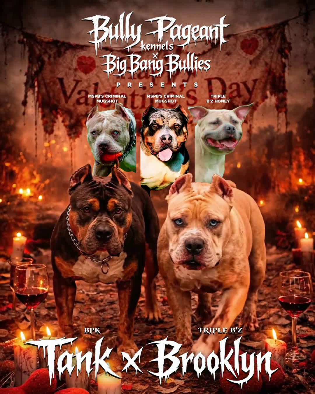 American Bully dogs for sale: Cliffette - Video 1