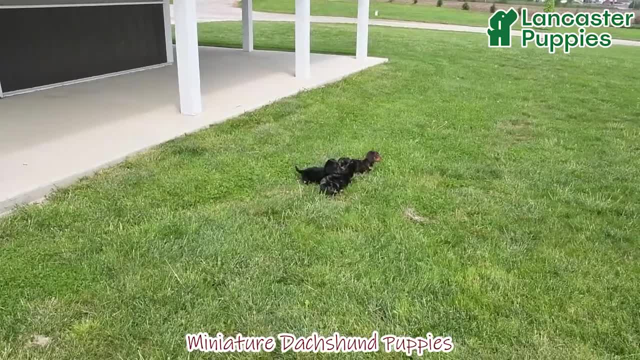 Miniature Dachshund dogs for sale: Jake - Video 1