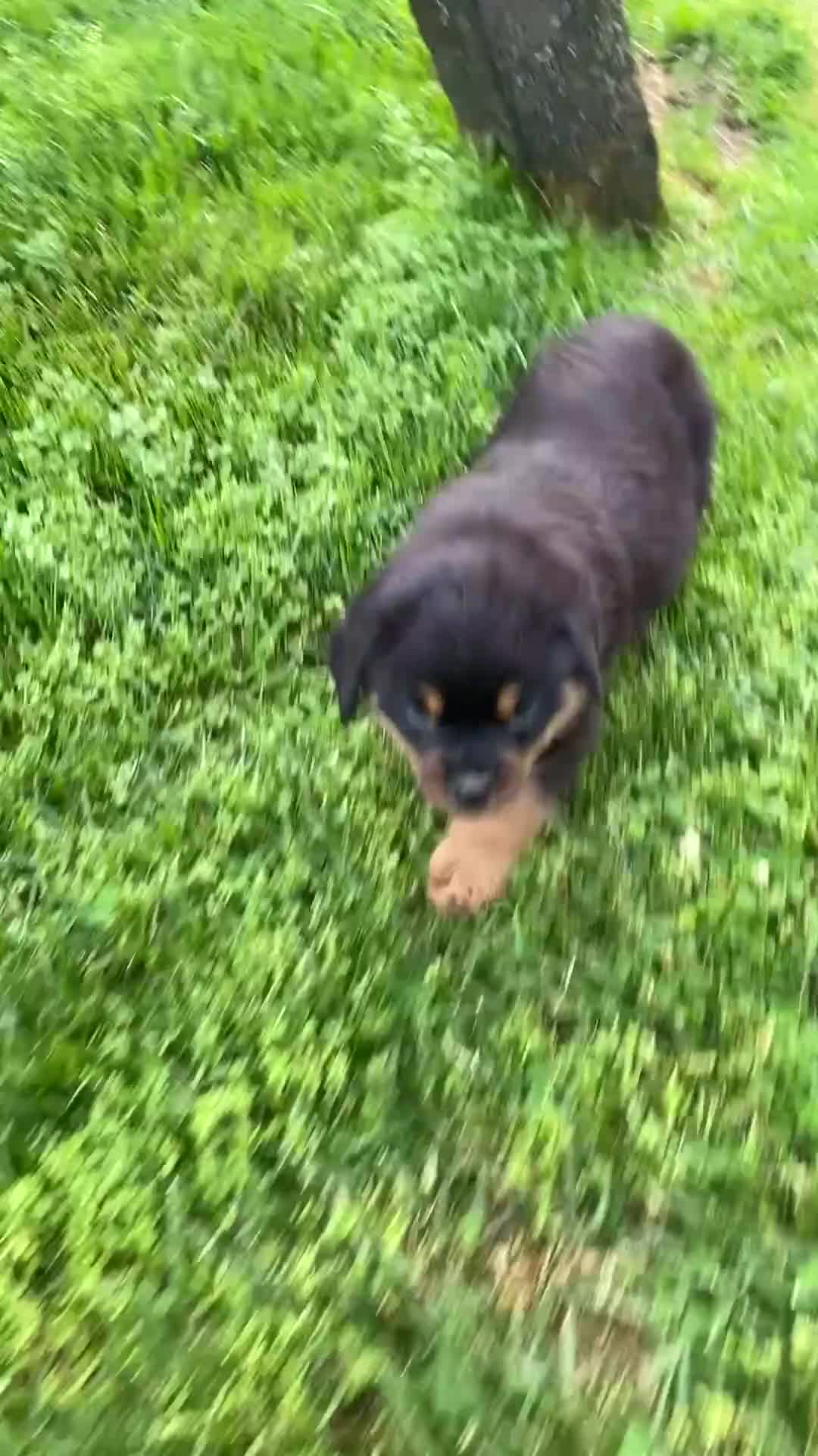Rottweiler dogs for sale: Apollo - Video 1