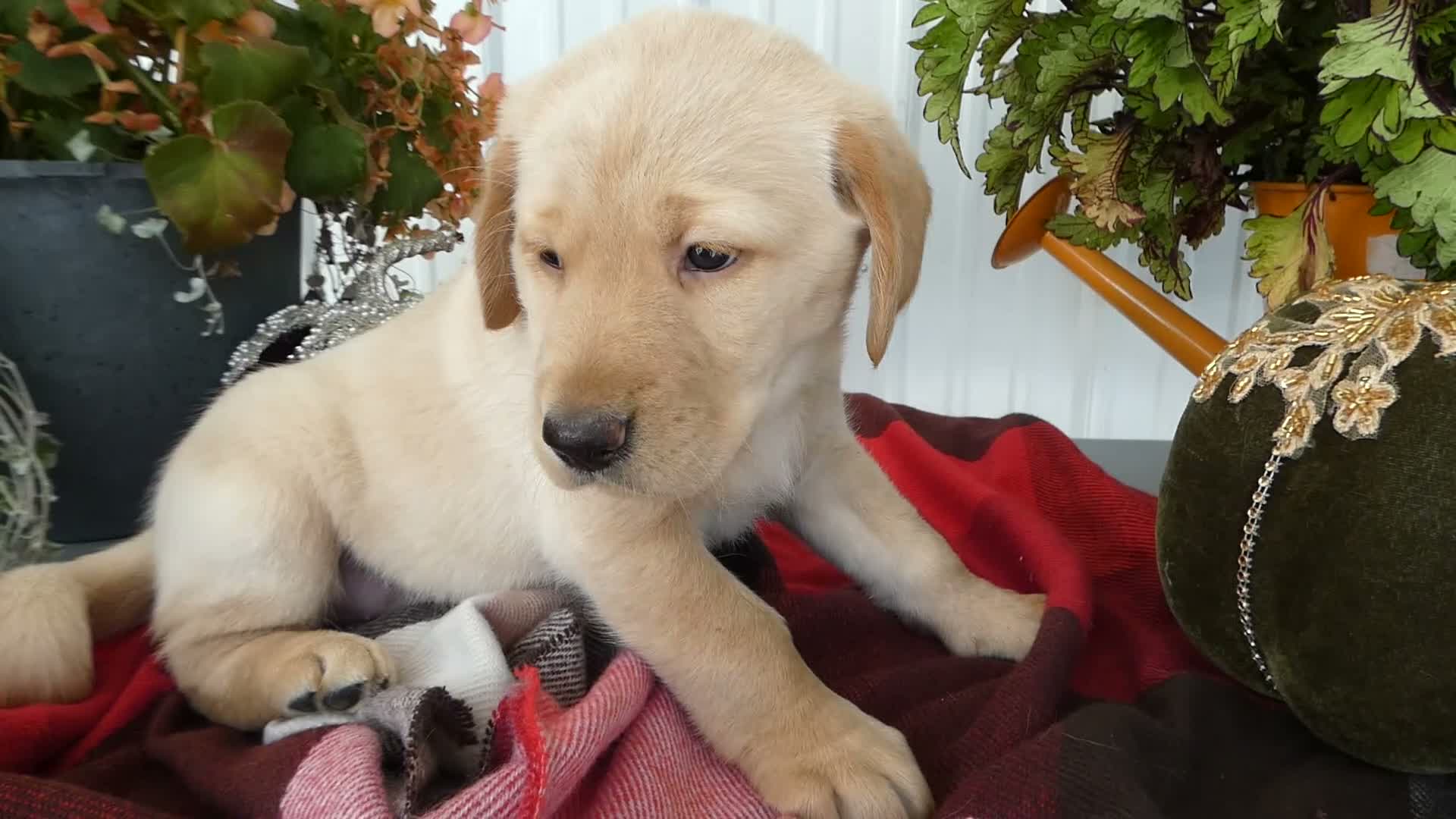 Labrador Retriever dogs for sale: Labrador Retriever 6 Sherbert - Video 1