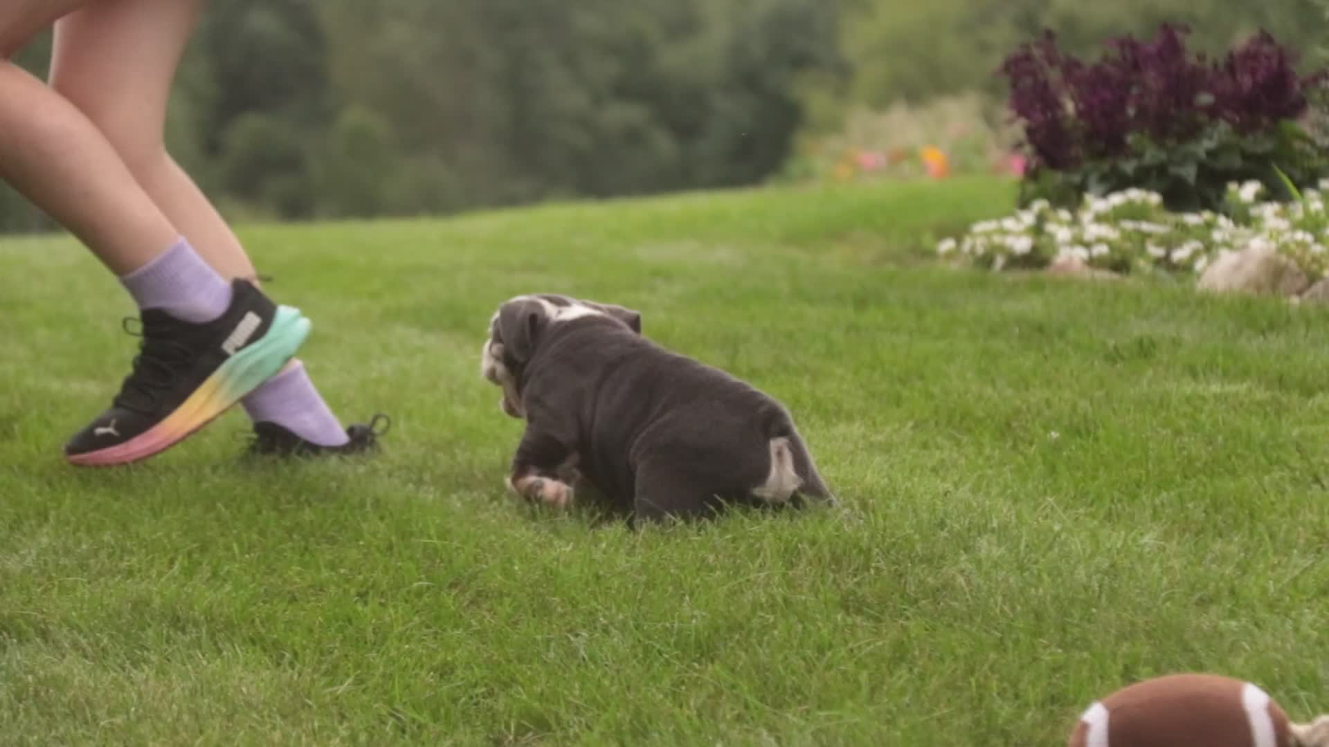 English Bulldog dogs for sale: Delsie English Bulldog leash trained and crate training in progress - Video 5