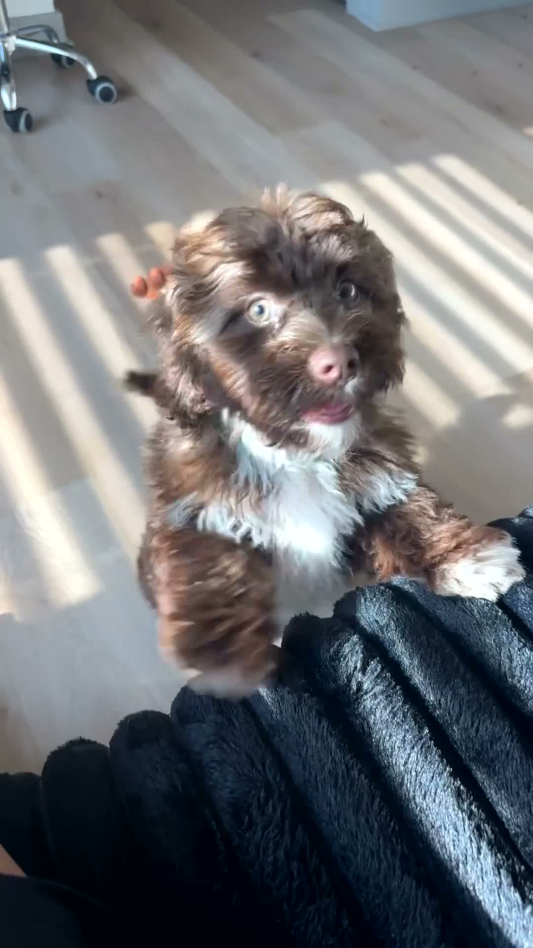 Shihpoo dogs for sale: Shihpoo 1 - Video 2