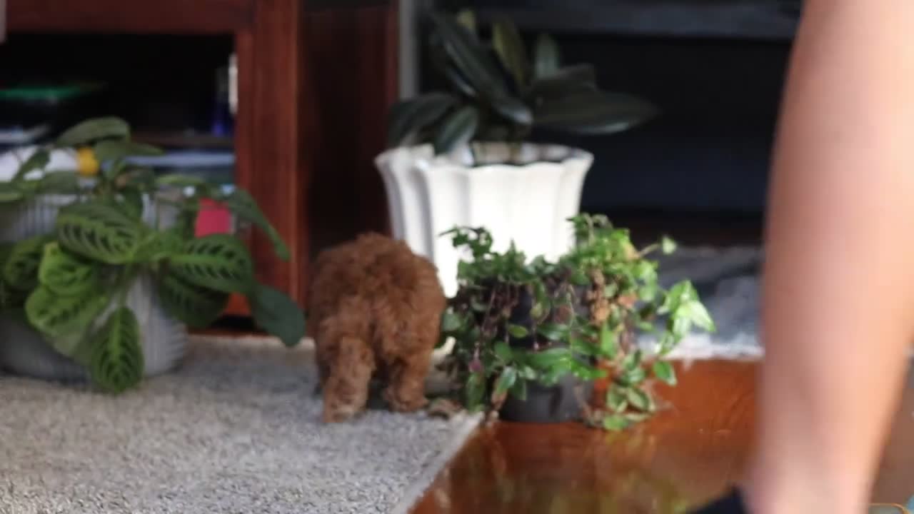 Miniature Poodle dogs for sale: Chloe - Video 4