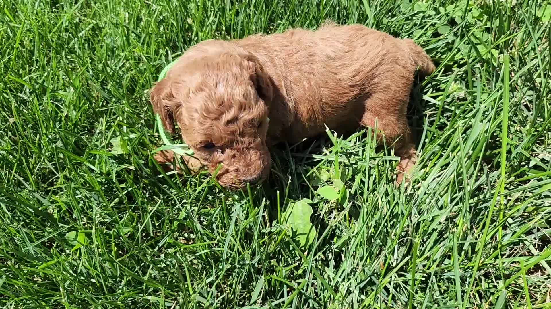 Standard Poodle dogs for sale: River  - Video 1