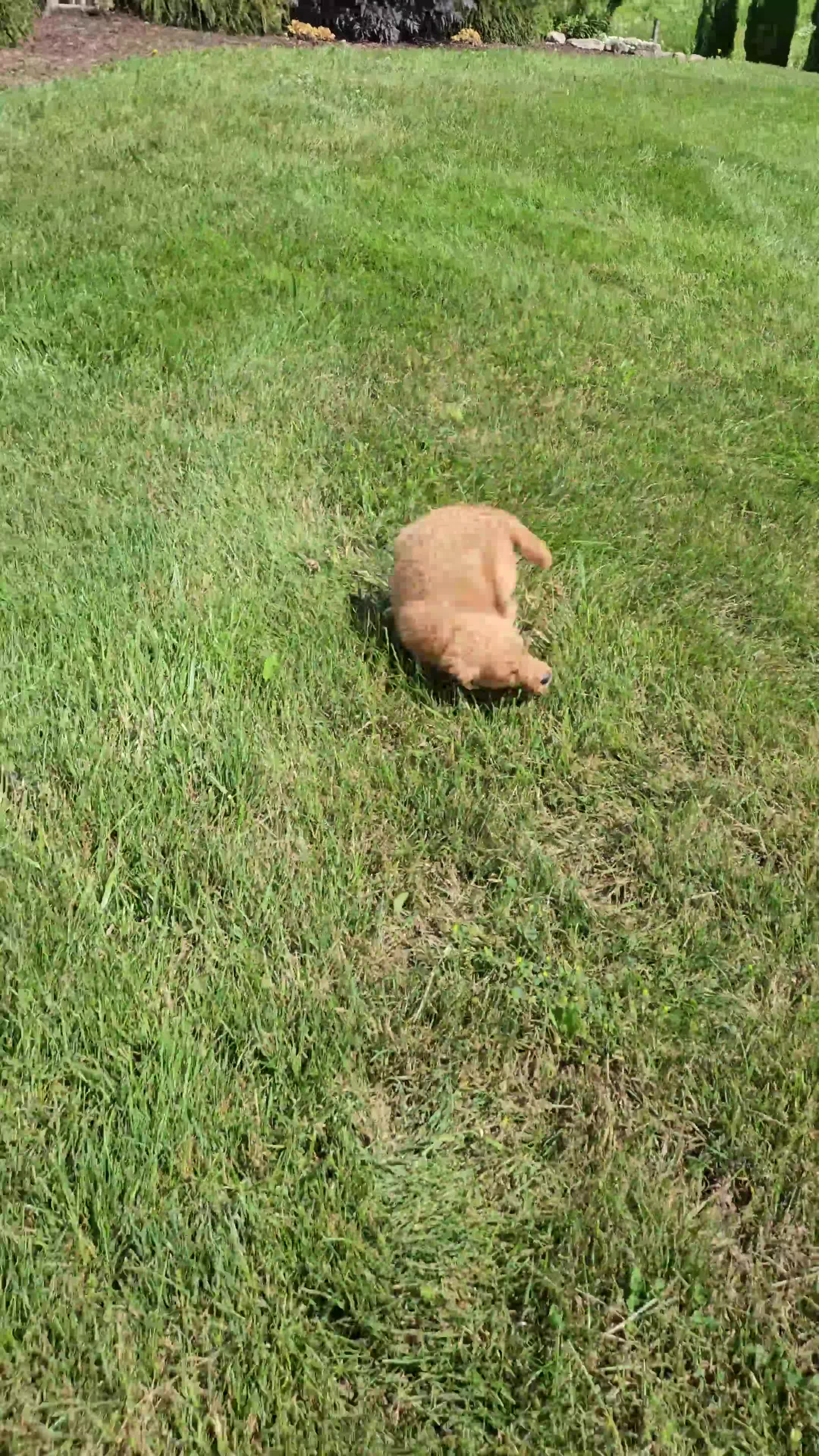 Golden Retriever dogs for sale: Lucy - Video 1