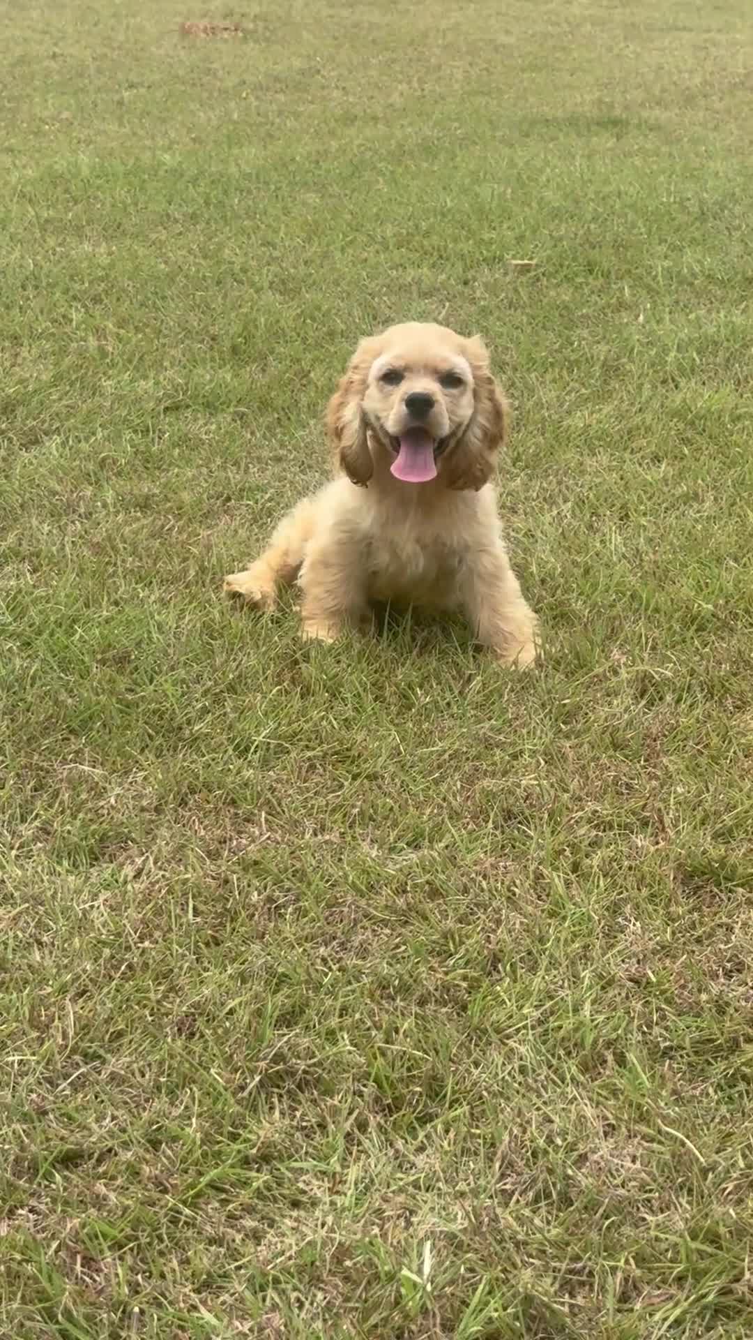 Cocker Spaniel dogs for sale: Captain - Video 2