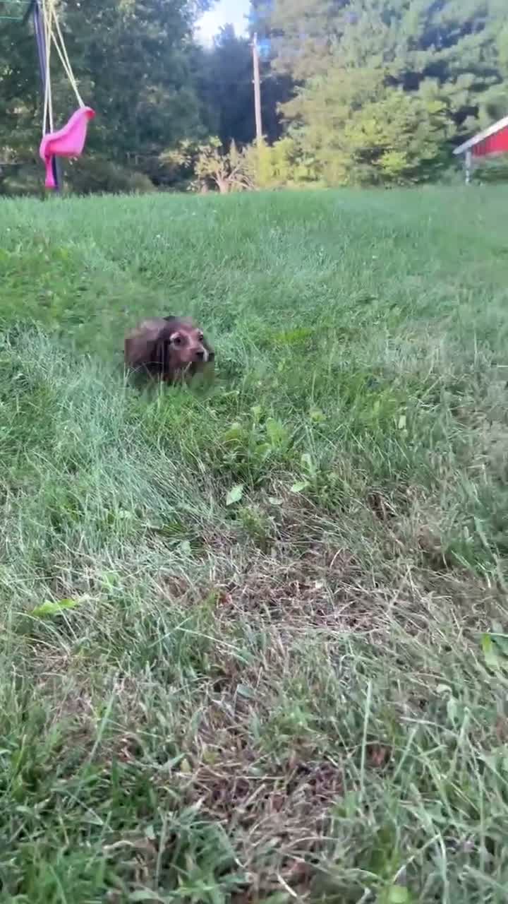 Miniature Dachshund dogs for sale: Theo  - Video 1