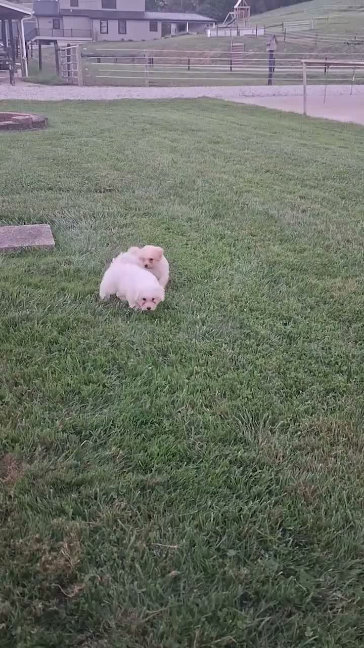 Bichpoo dogs for sale: Katie - Video 1