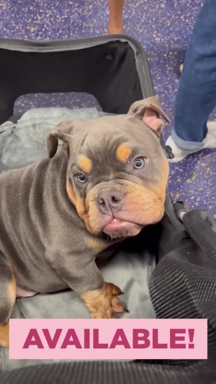 English Bulldog dogs for sale: English Bulldog 1 - Video 2