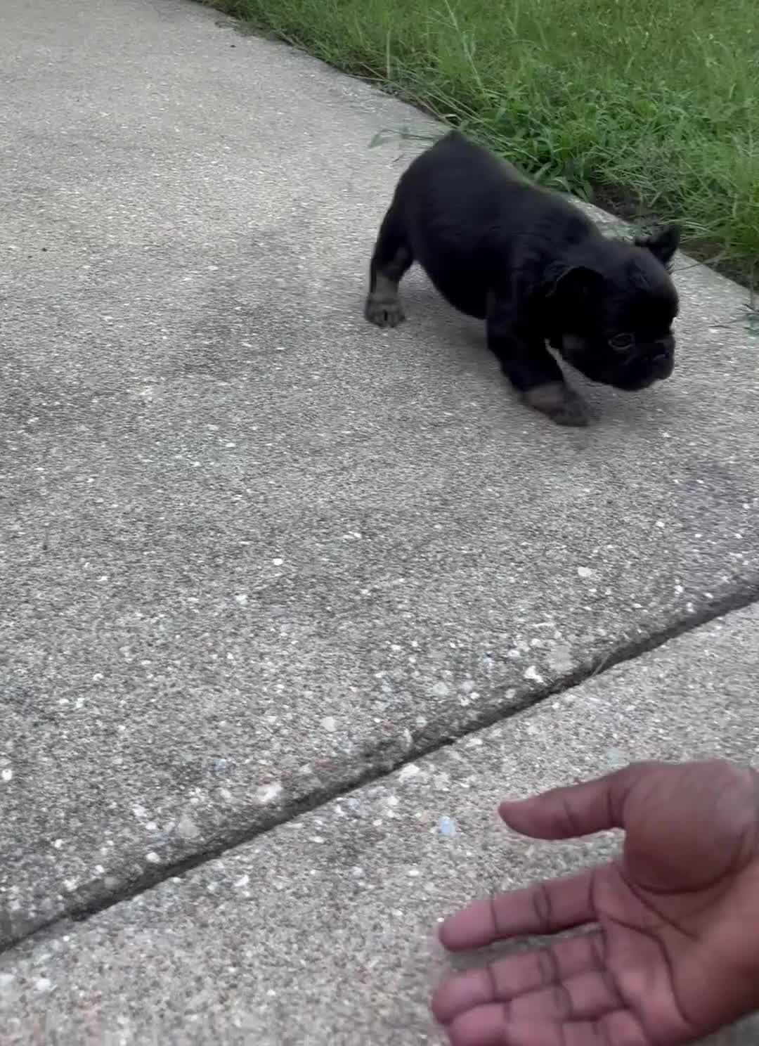 French Bulldog dogs for sale: Gracie  - Video 1