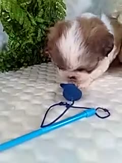 Shih Tzu dogs for sale: Hunter - Video 1