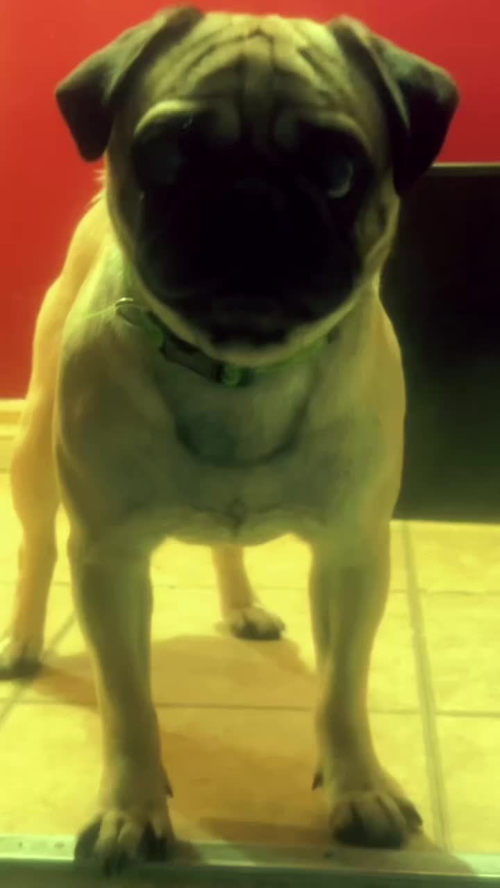 Pug dogs for stud: Rocky the Stud - Video 1