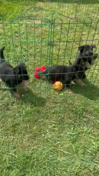 German Shepherd dogs for sale: Sig - Video 3
