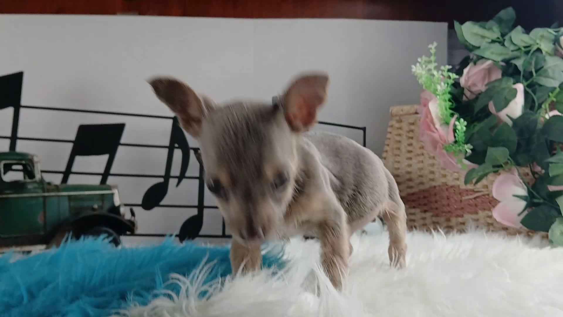 Chihuahua dogs for sale: Lilac and tan male,  Nationwide delivery  - Video 1