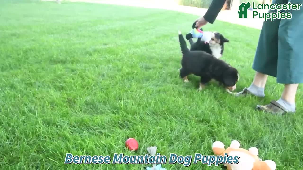 Bernese Mountain Dog dogs for sale: Chad - Video 1
