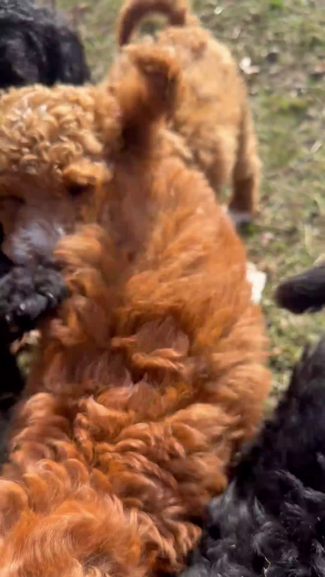 Standard Poodle dogs for sale: Clifford  - Video 1