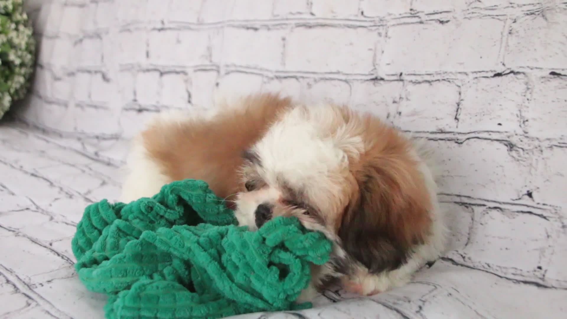 Shih Tzu dogs for sale: Bud - Video 1