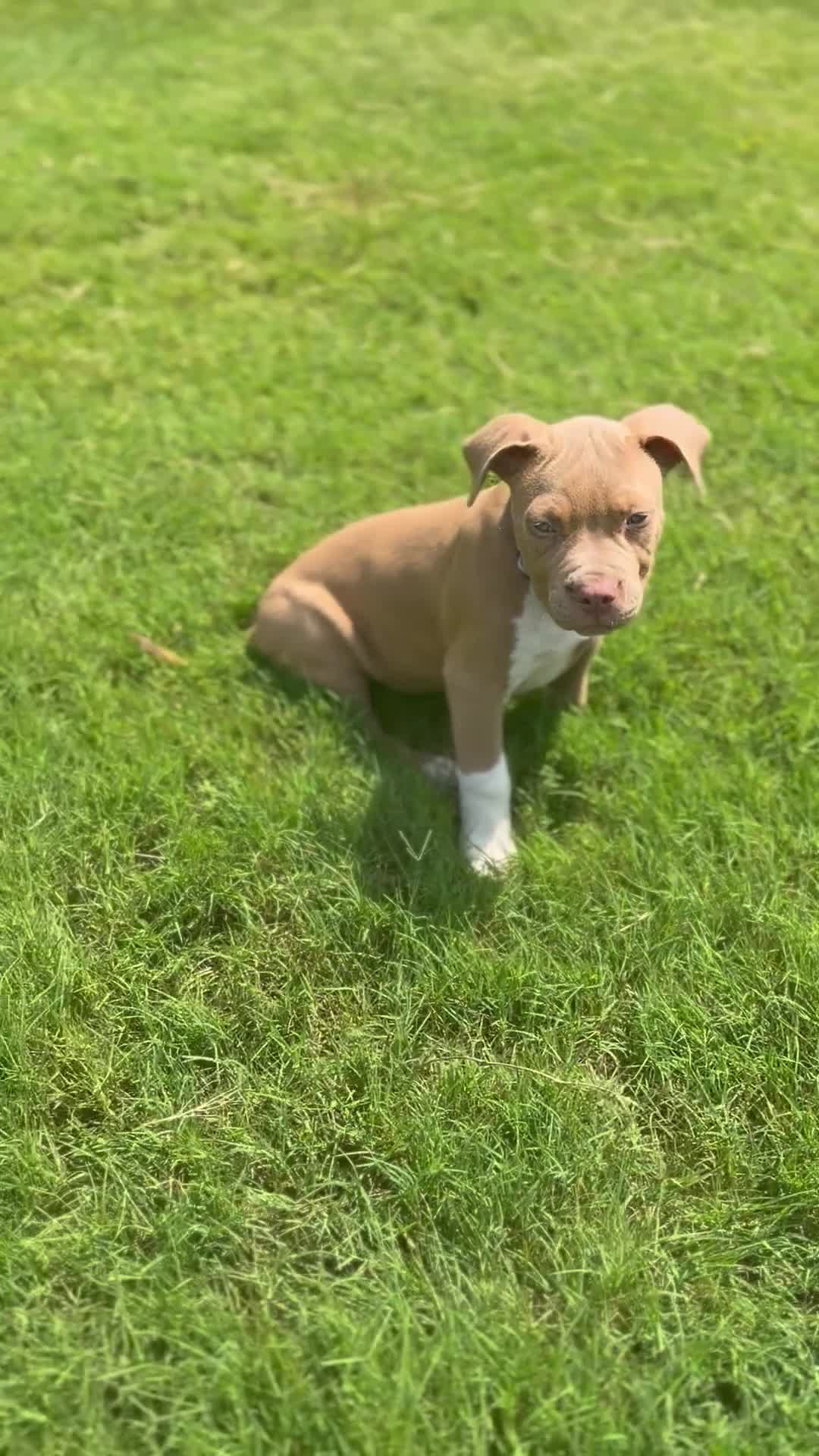 American Bully dogs for sale: American Bully Puppy 7 - Video 1