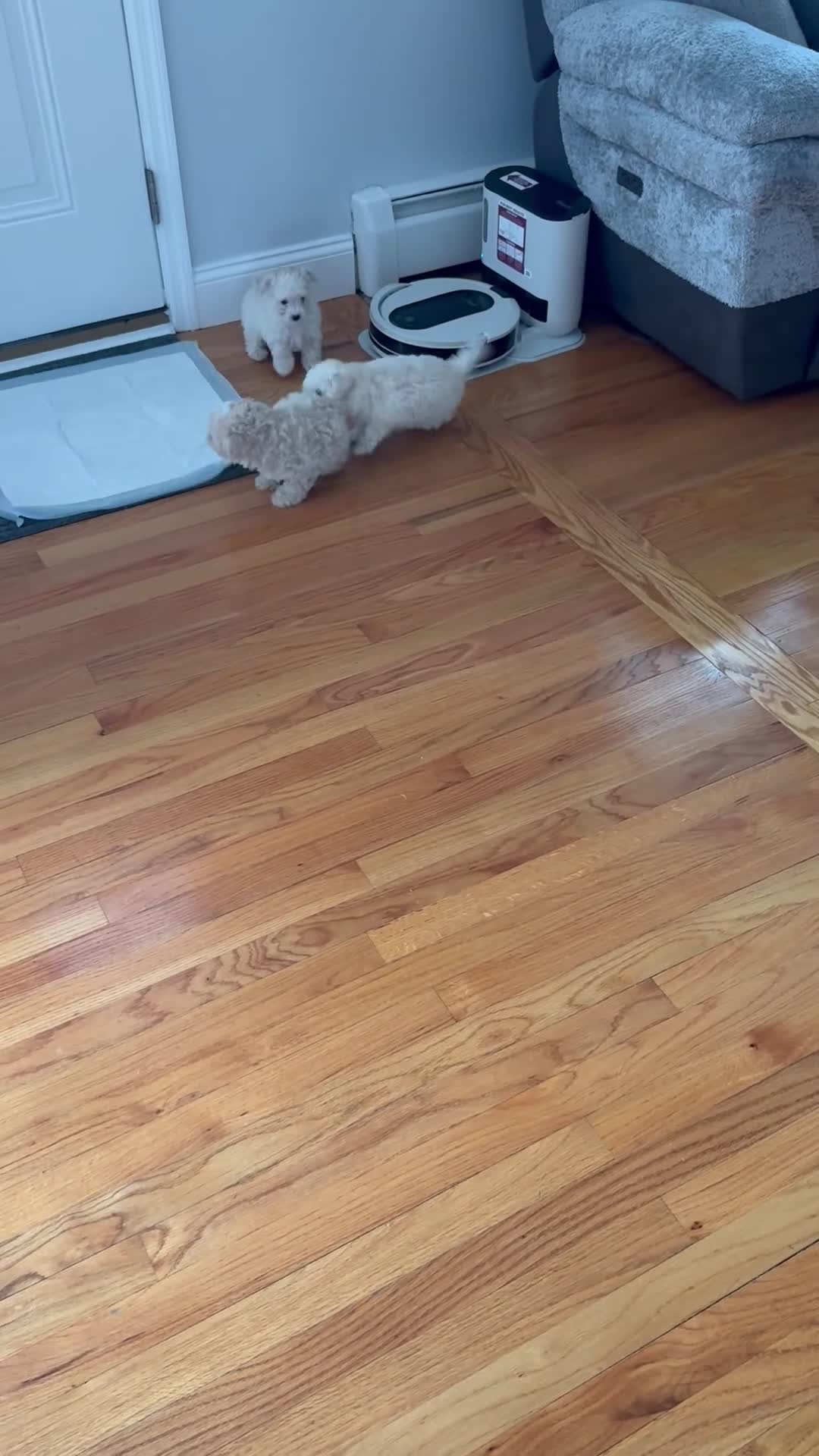 Toy Poodle dogs for sale: Toy Poodle 1 - Video 1
