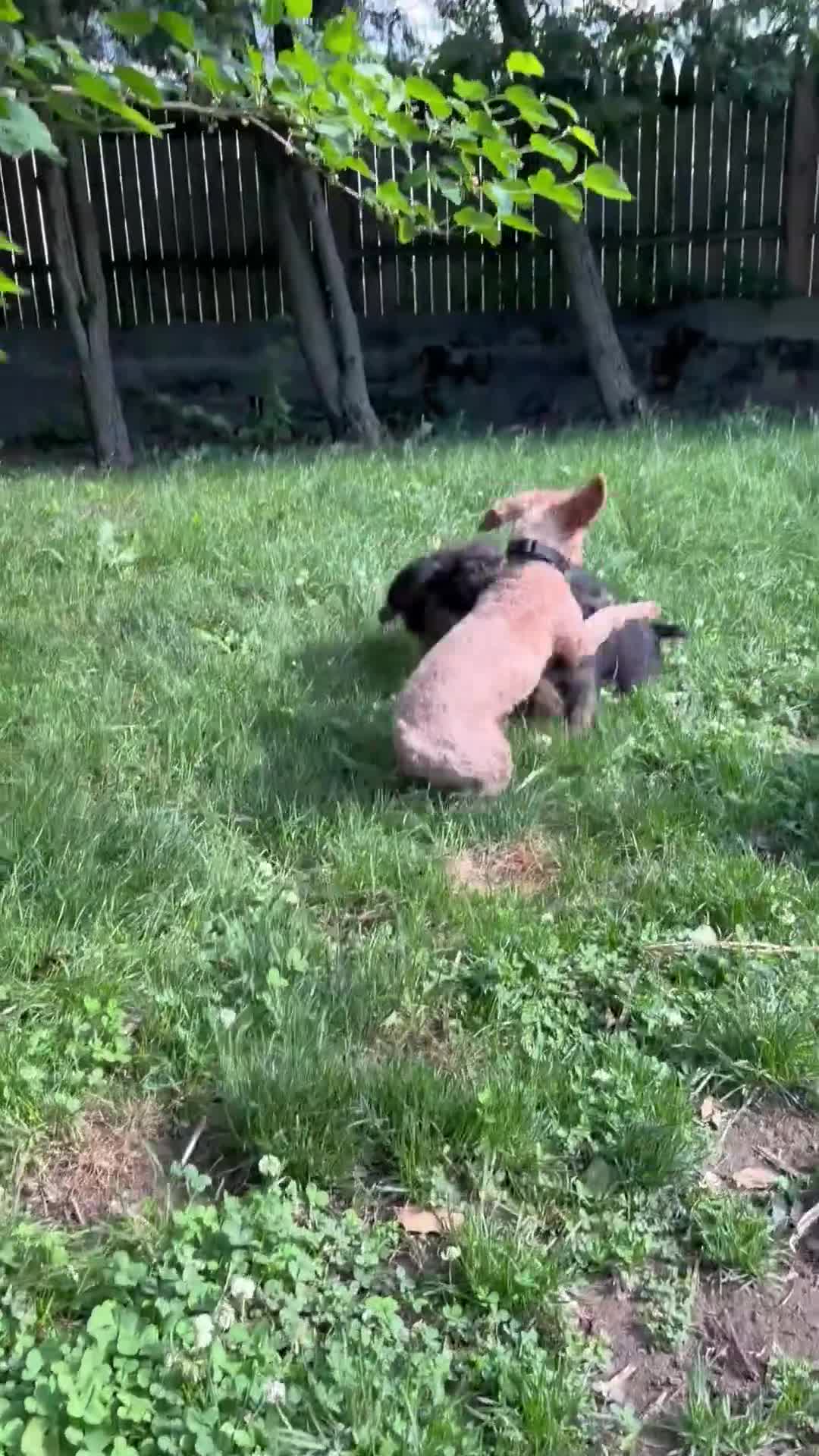 Mixed Breed dogs for sale:  Cookie Frenchie-Doodle - Video 2